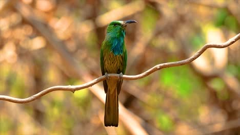 The-Blue-bearded-Bee-eater-is-found-in-the-Malayan-peninsula-including-Thailand-at-particular-forest-clearings