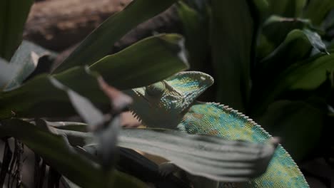 close up of veiled chameleon crawling on leaves in the forest