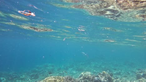 Ein-Hornhecht-Gleitet-Durch-Klares,-Blaues-Wasser-über-Einem-Lebhaften-Korallenriff