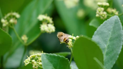 Honey-bee-pollinating-Euonymus-japonicus-blooming-white-flower---close-up