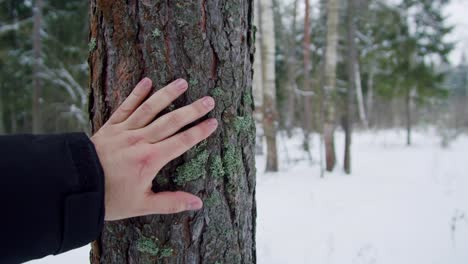 a hand touches a pine tree trunk in a snowy winter forest