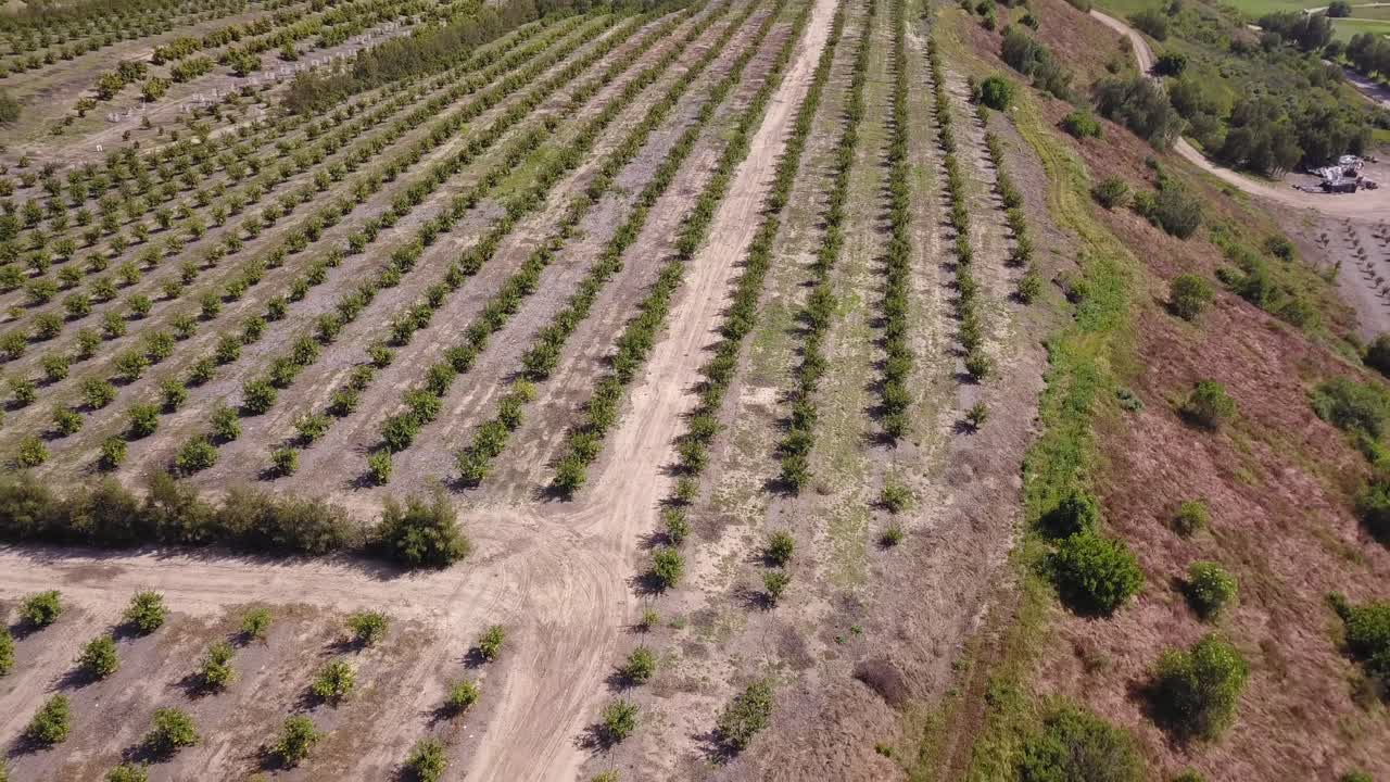 vista aérea de un enorme campo de cultivos de aguacate en las colinas del sur de california mirando sobre las montañas en un día cálido y soleado