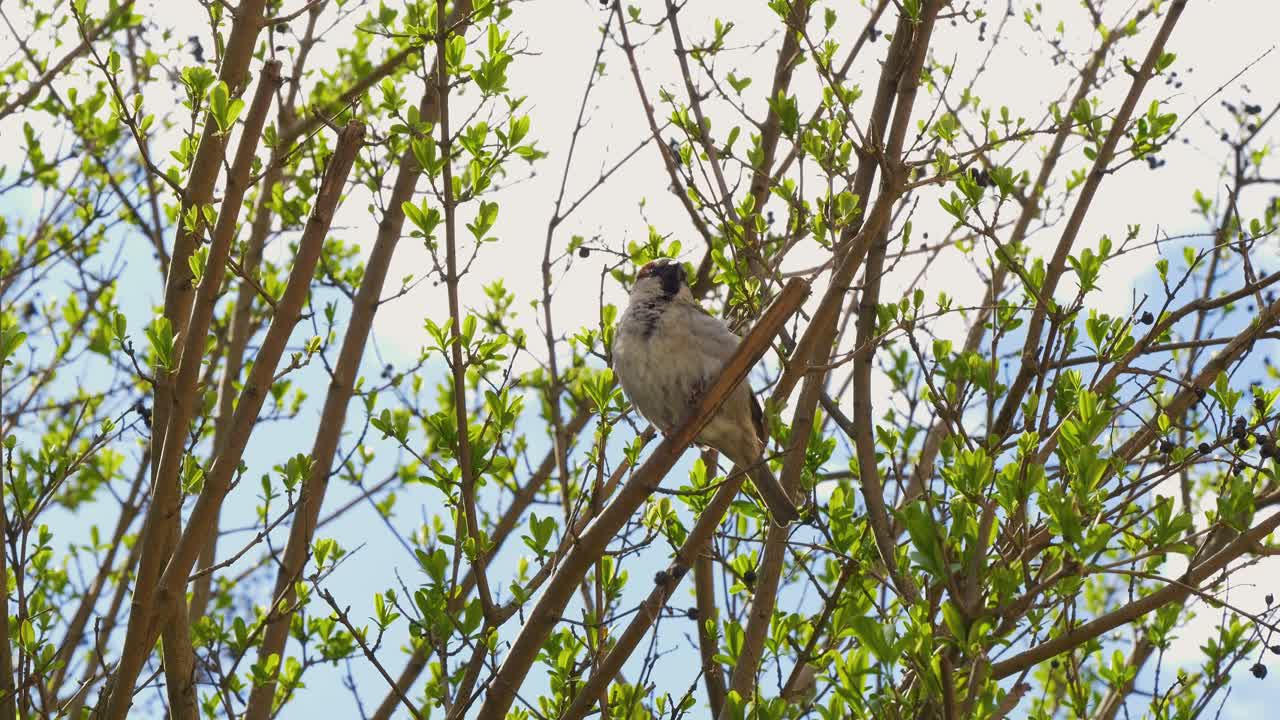 un gorrión se sienta en una rama de árbol y vuela lejos después de un tiempo