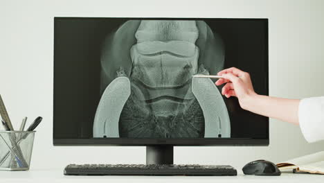 veterinary x-ray examination of horse's leg