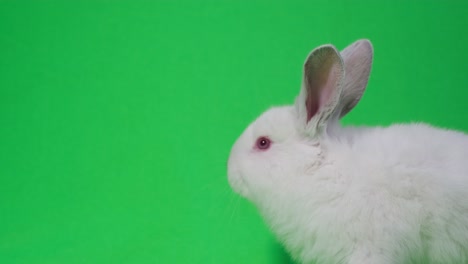 white rabbit on green screen