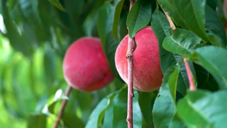 trucking pull back of fresh ripe peaches hanging on a tree in an orchard-1