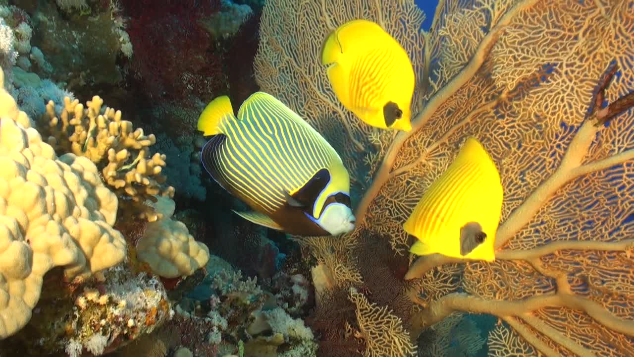 Kejserfisk på tropisk koralrev med stor søvifte.