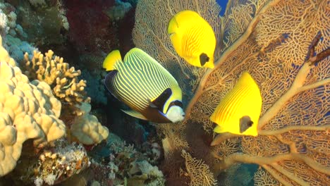 pez ángel emperador en el arrecife de coral tropical con un gran abanico de mar