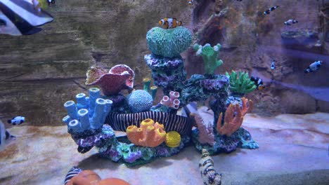 colorful aquarium with fish and coral reef