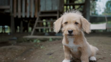 Cachorro-De-Caniche-Sentado-En-El-Suelo-Cerca-De-Una-Casa-En-Una-Aldea-Rural-De-Ecuador---Cerrar