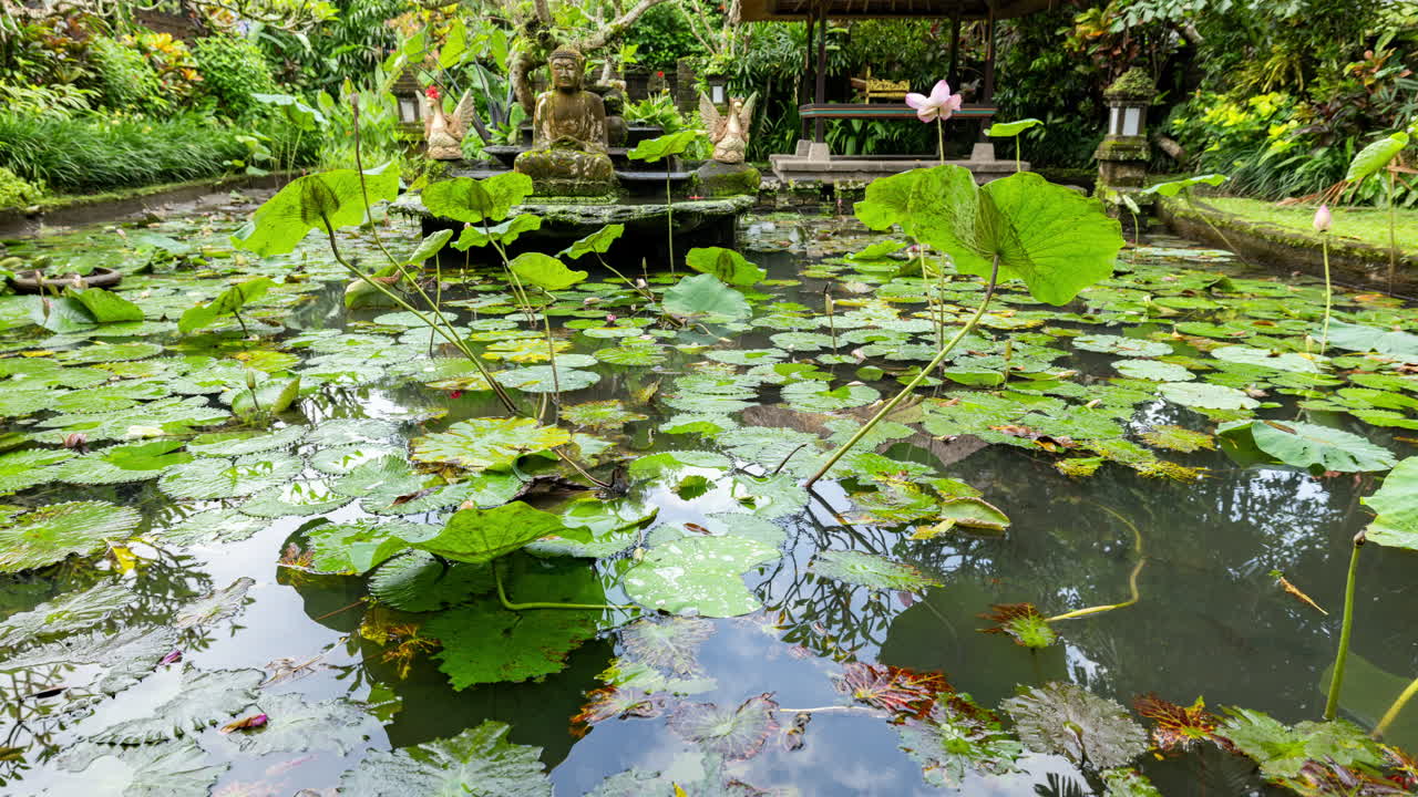 timelpase of a peaceful lotus pond in bali