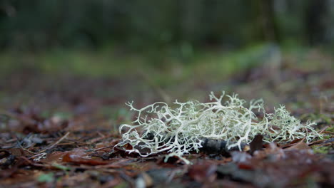 close-up of lichen on forest floor