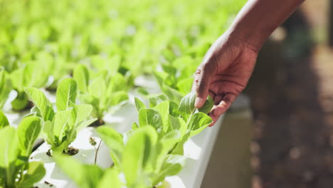 person inspecting lettuce in hydroponic system