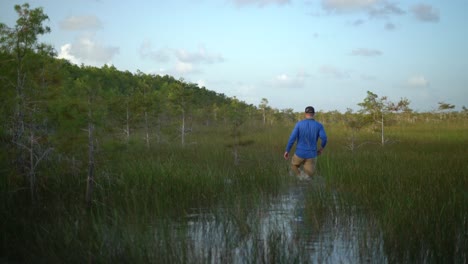 a man slogs through a marsh in the florida everglades