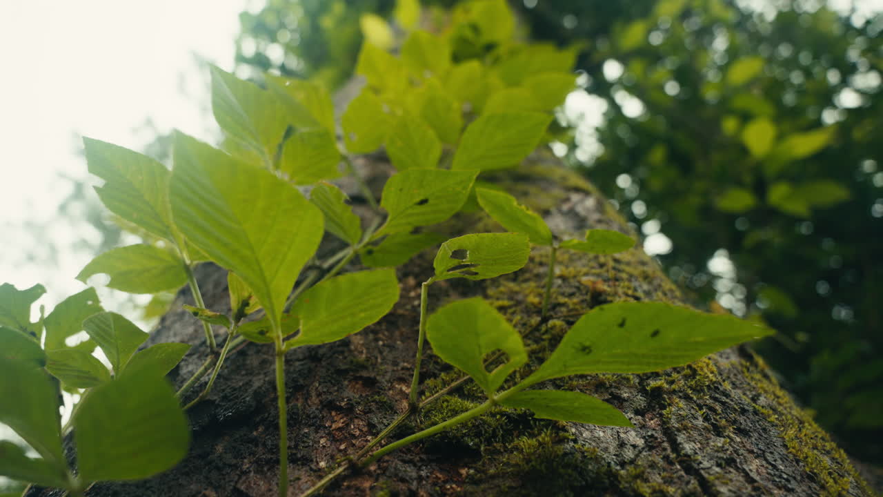 Tree trunk with leaves and moss