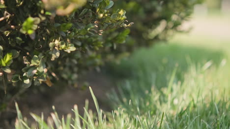 Dekorative-Buchsbaumpflanze-Im-Grünen-Garten-An-Einem-Sonnigen-Frühlingstag---Nahaufnahme,-Selektiver-Fokus