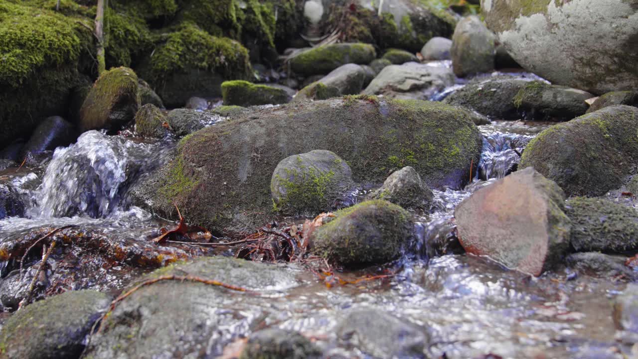 Close up of a creek flowing in The Great Smoky Mountains National Park.