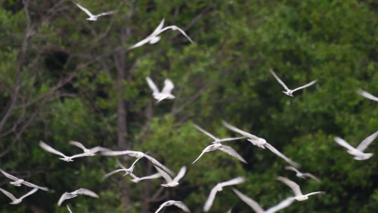 제비갈매기는 전 세계 바다, 강 및 기타 더 넓은 수역에서 볼 수 있는 바닷새입니다.