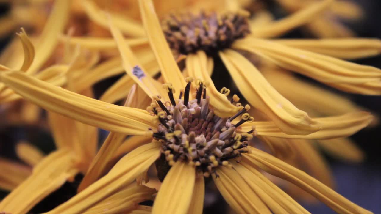 Primo piano di Ligularia Leopard, fiore giallo a raggio dorato con polline