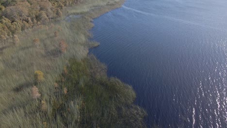 Hábitat-De-Matorrales-En-El-Lago-Marrón-En-North-Stradbroke-Island,-Sureste-De-Queensland,-Australia