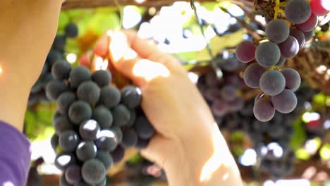 Manos-De-Un-Agricultor-Recogiendo-Un-Racimo-De-Uvas-En-Un-Viñedo-Durante-La-Temporada-De-Cosecha,-Cerca-De-La-Variedad-Merlot