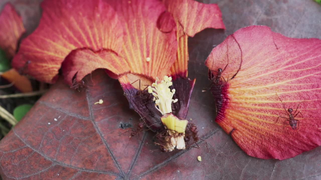 갈색 개미들이 은 꽃잎 위를 기어다니고 있습니다.