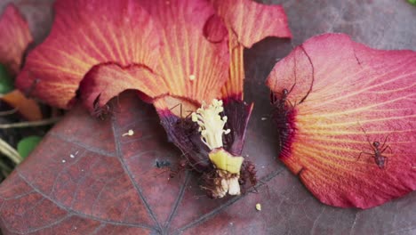 brown ants crawling over wilted red flower petals