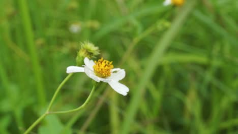 Weiße-Grasblume-Mit-Gelben-Blütenblättern,-Die-Im-Wind-Weht