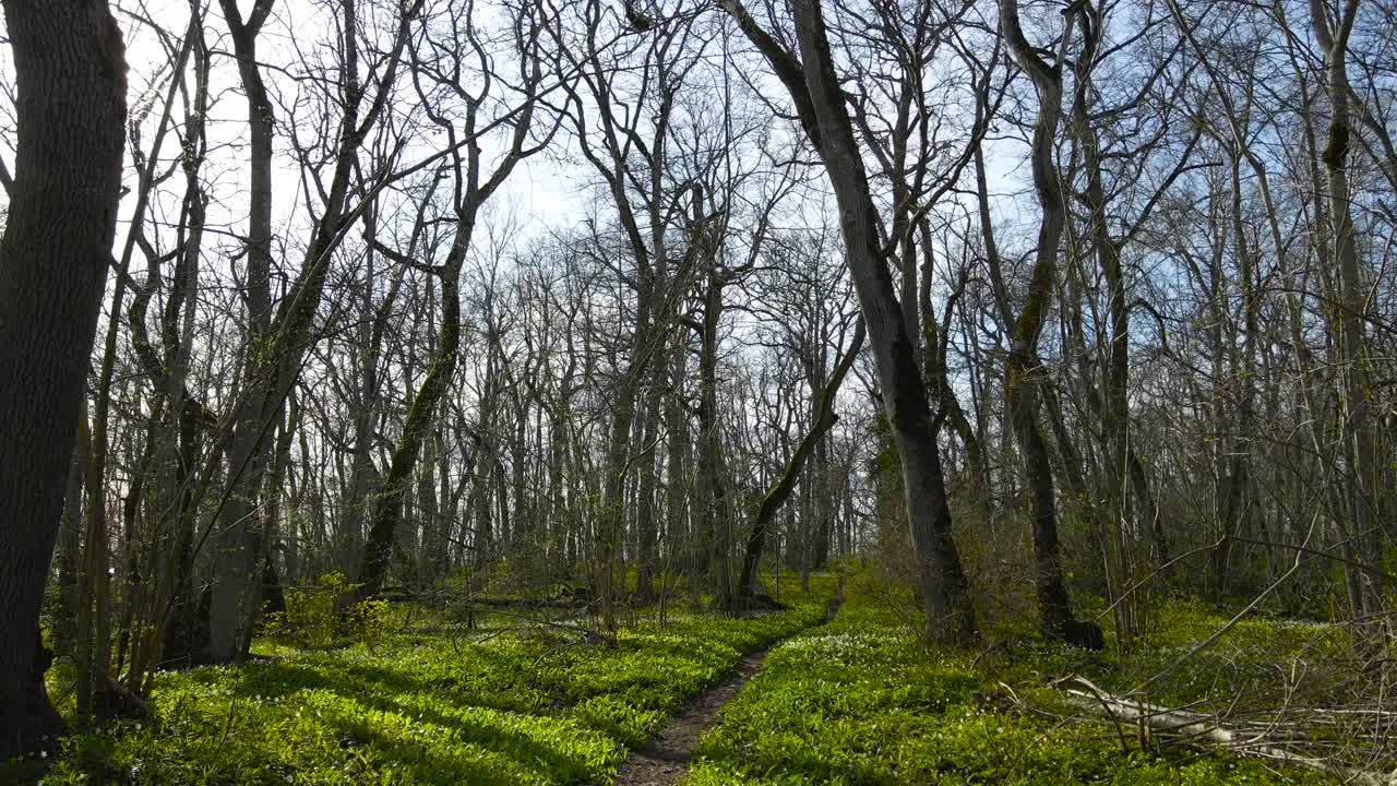 Mystical forest with twisted bare branches reaching out forest grove creating an enchanting spring nature pattern. Fresh green forest floor covered with allium bear leek. Natural environment of Puhtu