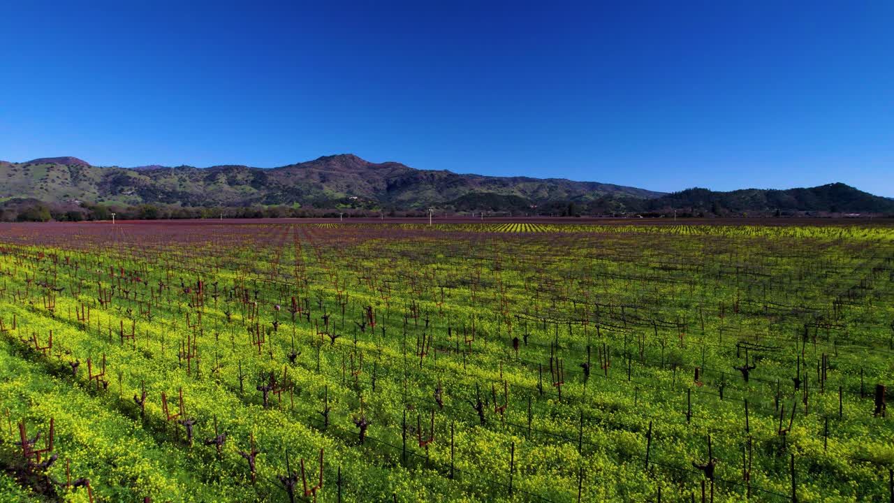 Toma aérea rápida retrocediendo sobre un viñedo lleno de coloridas flores de mostaza verdes y amarillas a baja altura en el Valle de Napa, California