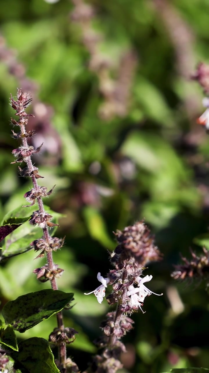 Una vista macro di spighe fiorite di basilico sacro (Ocimum tenuiflorum) in piena luce solare, con un movimento laterale fluido della telecamera e uno sfondo di fogliame verde vibrante