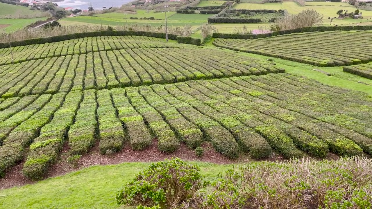 Tea plant plantation agriculture land harvesting evergreen shrub land, Portugal