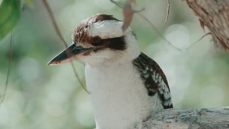 un kookaburra sentado en una rama