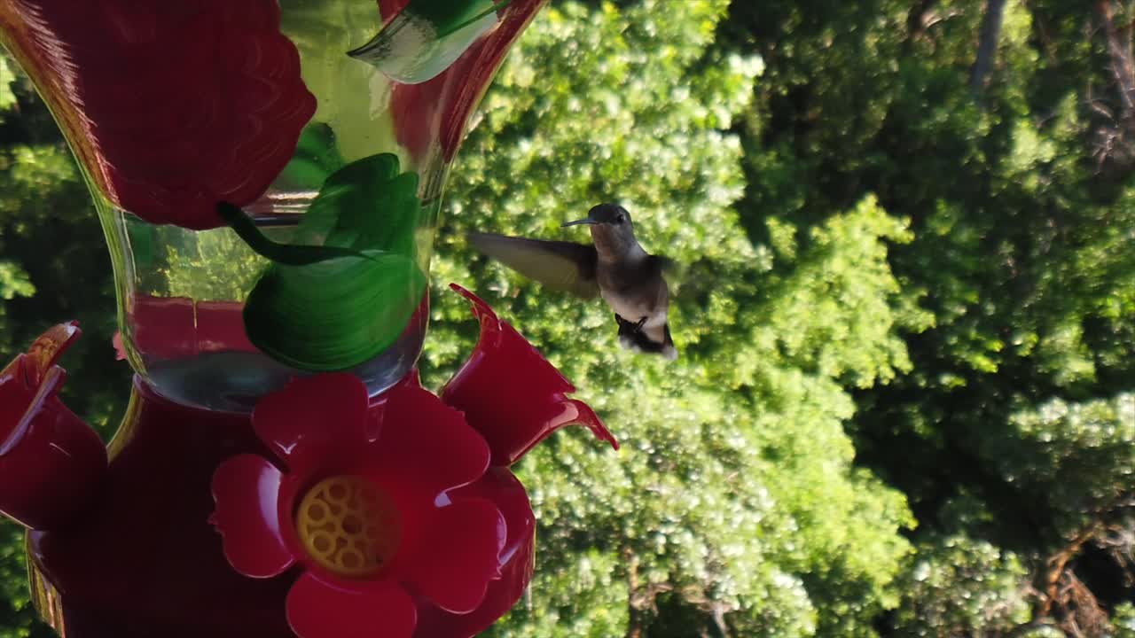 dos pequeños colibríes con plumas blancas y negras revolotean alrededor de un comedero para pájaros en cámara lenta, toman bebidas y finalmente se van volando.