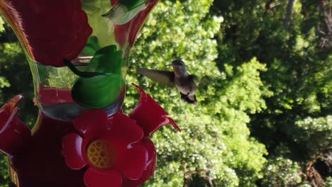 dos pequeños colibríes con plumas blancas y negras revolotean alrededor de un comedero para pájaros en cámara lenta, toman bebidas y finalmente se van volando.