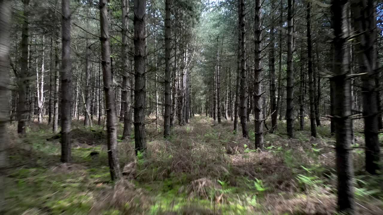 Volo di drone aereo attraverso la foresta di Rendlesham nel Suffolk, Inghilterra