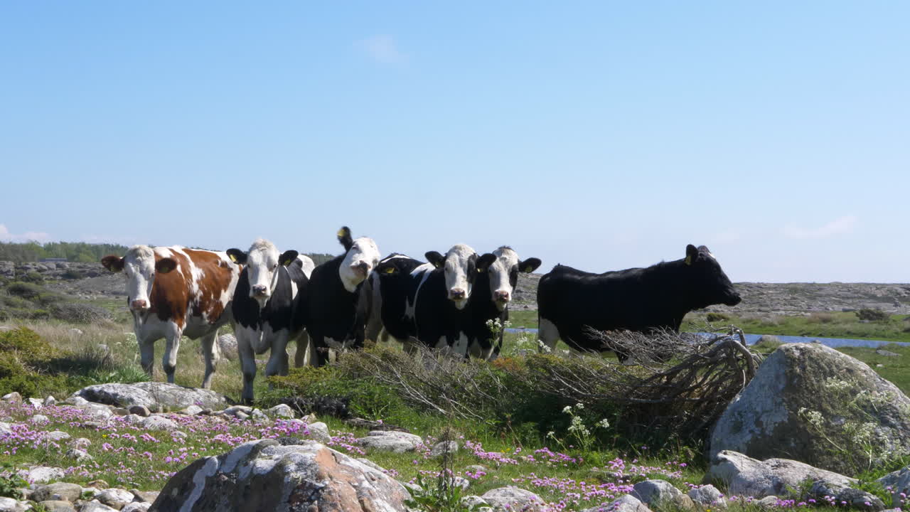 Mandria di mucche che pascolano su un prato lungo la costa in estate