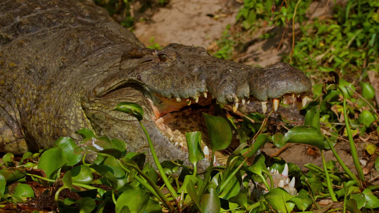 Nile crocodile, Crocodylus niloticus, lies on the bank of the Nile River with mouth open among vegetation in Murchison Falls National Park, Uganda, showing teeth and textured skin in daylight.