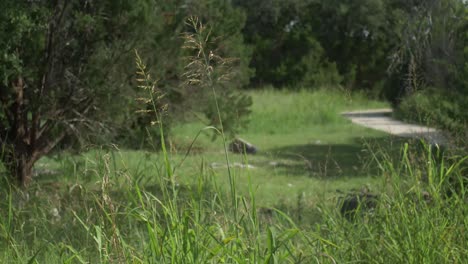 Hohe-Gräser,-Die-Sich-An-Einem-Sonnigen-Tag-In-Einem-Park-Im-Texas-Hill-Country-Mit-Bäumen-Und-Wanderwegen-Im-Hintergrund-Im-Wind-Wiegen