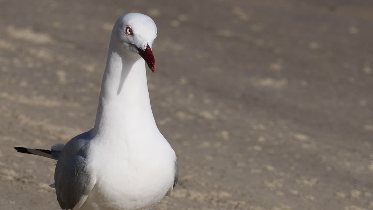 gaviota girando la cabeza en una playa de arena