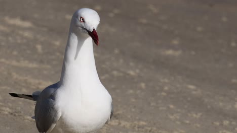 seagull turning head on a sandy beach