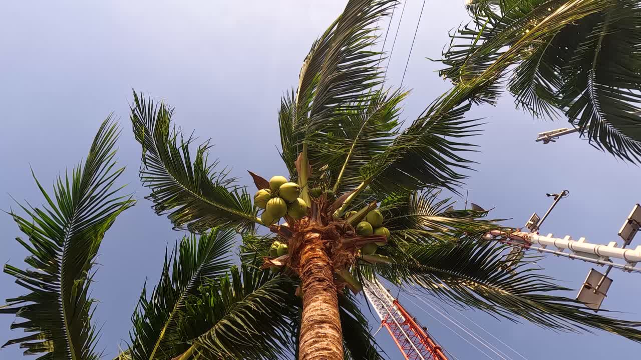 el árbol de coco se balancea suavemente en la brisa