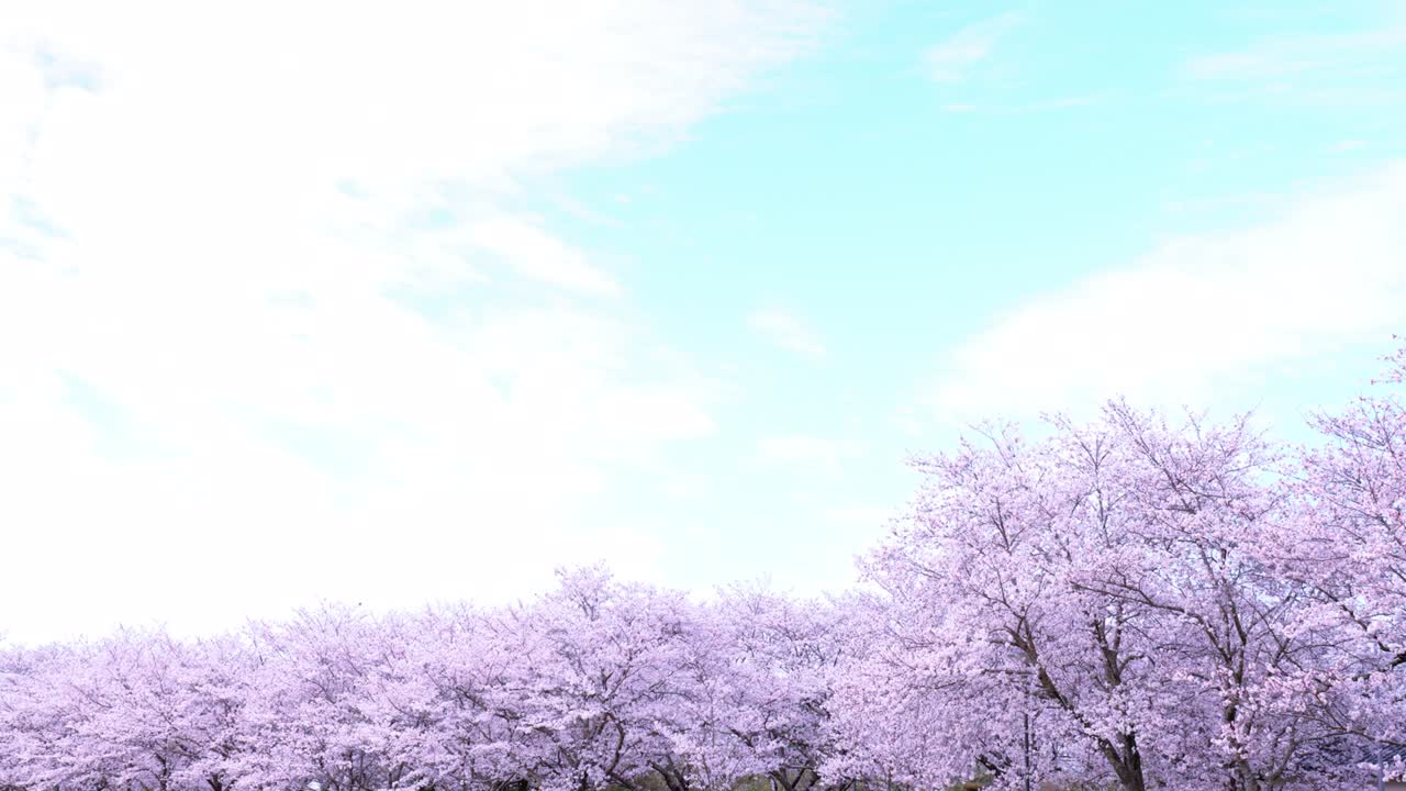 아름다운 분홍색 체리 꽃이 피는 봄 하늘