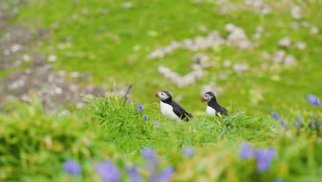 Nahaufnahme-Von-Zwei-Papageientauchern-Zwischen-Lila-Wildblumen,-Treshnish-Isles,-Schottland