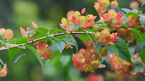 arbusto de hoja perenne grande tolerante a la sequía de 4k con ramas arqueadas, hermosas flores tubulares de color rojo anaranjado, la planta de sombrero chino, holmskioldia sanguinea