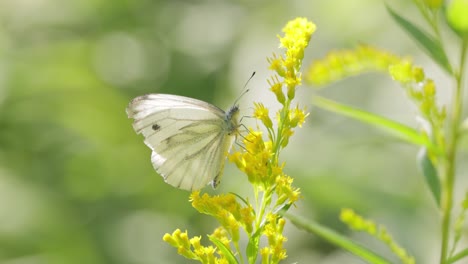 pieris brassicae, the large white butterfly, also called cabbage butterfly. large white is common throughout europe, north africa and asia often in agricultural areas, meadows and parkland.