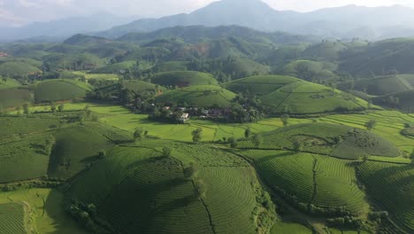 aerial view of long coc tea hill, vietnam