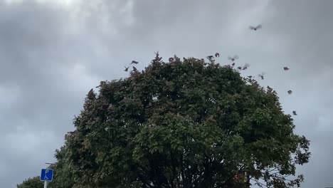 Vogelschwarm,-Der-Um-Einen-Baum-Herumfliegt