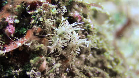 two-spiny-tiger-shrimps-on-a-coral-reef-slope-side-by-side,-view-from-behind,-close-up