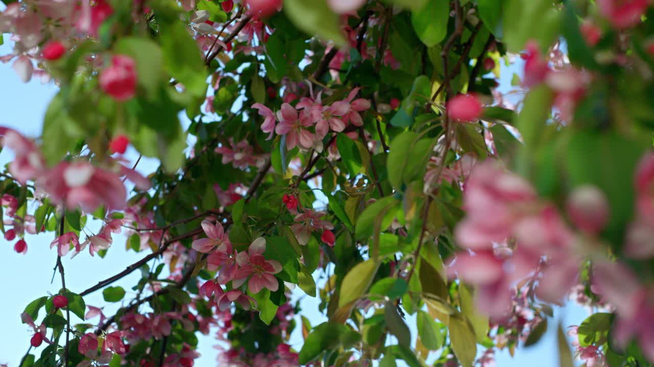 Sakura flower blossoming against blue cloudless sky in warm spring garden.
